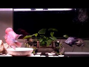 花羅漢 混養